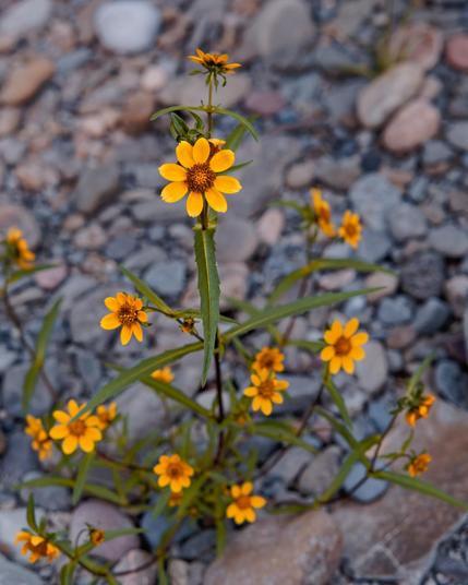 A single stem has llittle yellow flowers with 8 or so petals bursting ou tin all directions and behind it is a bed of various-sized round rockets smoothed out by the flow of water.