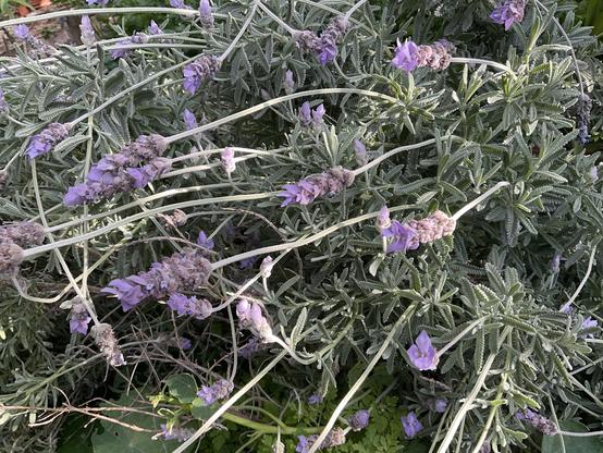 Bunched Lilac-Purple flowers within thin grey leaves and stems of lavender plant 