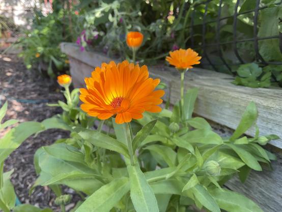 Light Orange petals and yellow centre with darker orange stamens of calendula plant with long light green leaves and stems.