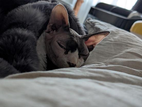 Sphynx cat tucked in under the covers
