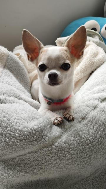 Soffy, la chihuahua blanca, está echada en una mantita bicolor (verde muy pálido y blanco) con el cuerpo y la mirada dirigida hacia el espectador. La marca sobre las pestañas le da un aire enfadado. Tiene un seresto y un collar hecho de hilo rojo. Al fondo a la derecha, se vislumbra un trozo de un cojín azul con dos ojos.