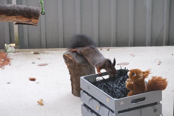 Ein Eichhörnchen sitzt auf einem Holzklotz und schaut in eine Holzkiste voller Papierstreifen. Es streckt sich sehr lang. In der Kiste sitzt gegenüber ein Stoff-Eichhörnchen, das eine Walnuss in den Pfoten hält.