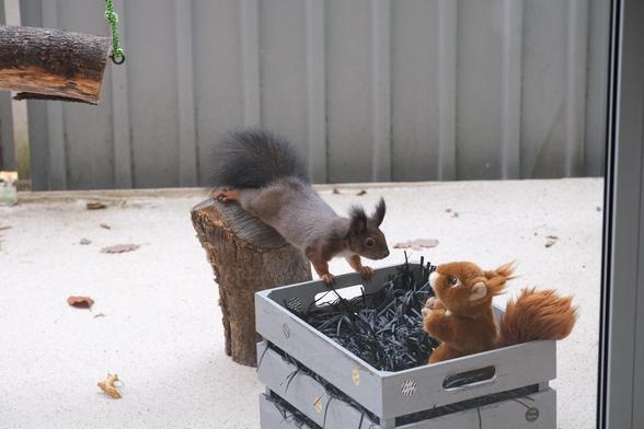 Ein Eichhörnchen sitzt auf einem Holzklotz und schaut in eine Holzkiste voller Papierstreifen. In der Kiste sitzt gegenüber ein Stoff-Eichhörnchen, das eine Walnuss in den Pfoten hält.