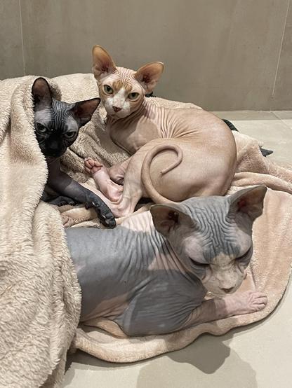 Three horrible little hairless cats, huddled on a bathroom floor in a pink blanket. This setup seems weird until the viewer is informed that the bathroom has underfloor heating and the blanket has been placed there so the spoiled cats can luxuriate in warm bedding. To live so well!