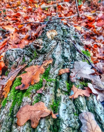 The ridged bark of a log  dappled with patches of moss amidst autumn leaves