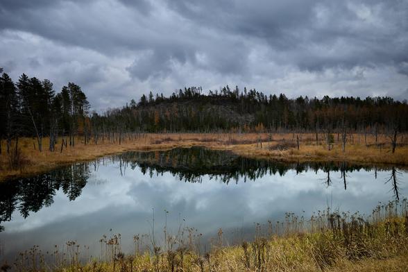 A small pond reflects the overcast sky, surrounded by a forest with autumn leaves in shades of orange and gold. Bare trees stand along the water's edge, and tall grasses grow in the foreground. The scene is calm and serene under the gray, cloud-filled sky