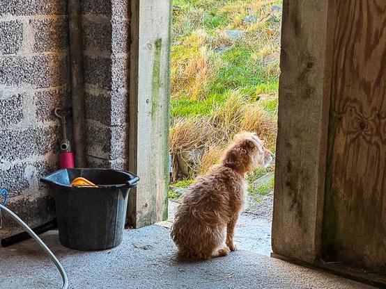 Patterdale terrier at the door