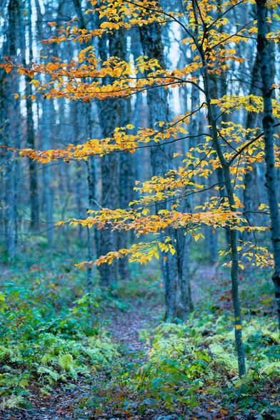 Vertically oriented forest scene.  It's not too easy to see the trail that weaves through the middle but it's trampled down unlike the ferns on both sides of it.  In the close field is a small beech tree with numerous yellow small leaves and beyond numerous dark trunks and very little green