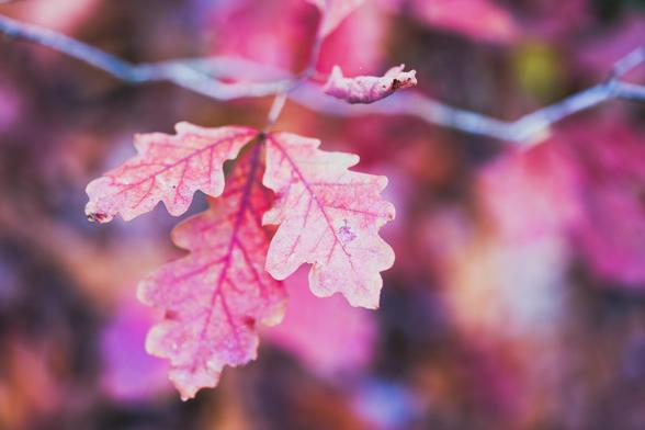 Three small oak leaves with coarse edges are lined in red and hang from a twig that runs down from left to right and behind that more blurred out leaves of the same kind in the background and addition to dark, green and brown spots.