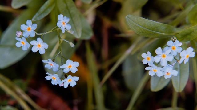 8 loosely clustered tiny blue flowers are on the left and 6 tightly clustered ones on the right,  each with five petals and a yellow spot near the center coming out of foliage with flesh leaves and further away ther are blurred out stems