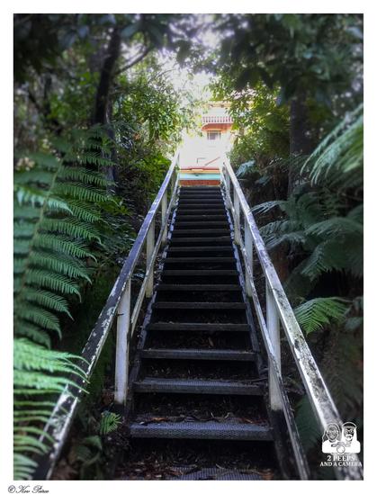 A photograph taken from the bottom of a steep, narrow set of outdoor metal stairs leading upward through a dense, lush, green forest or bush setting.

The weathered metal steps and white handrails converge toward a distant light source, creating a sense of height. Large fern fronds and dark foliage frame the path on both sides.

At the very top, a section of a pale coloured building or house is visible.
