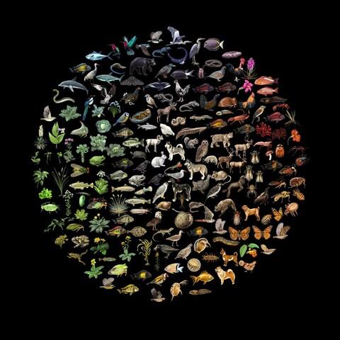 "We are just one species among 10 million. At the same time, though, we are unique in our ability to interact with one another in a way that enables us to make an impact on the entire planet and every other species. We have also, uniquely, evolved the capacity to evaluate our actions logically and morally from a greater perspective. With this insight comes great responsibility, and it is time for us to shoulder that responsibility – because nature is all we have, and all we are."
Anne Sverdrup-Thygeson
Picture by Nicolle R. Fuller.