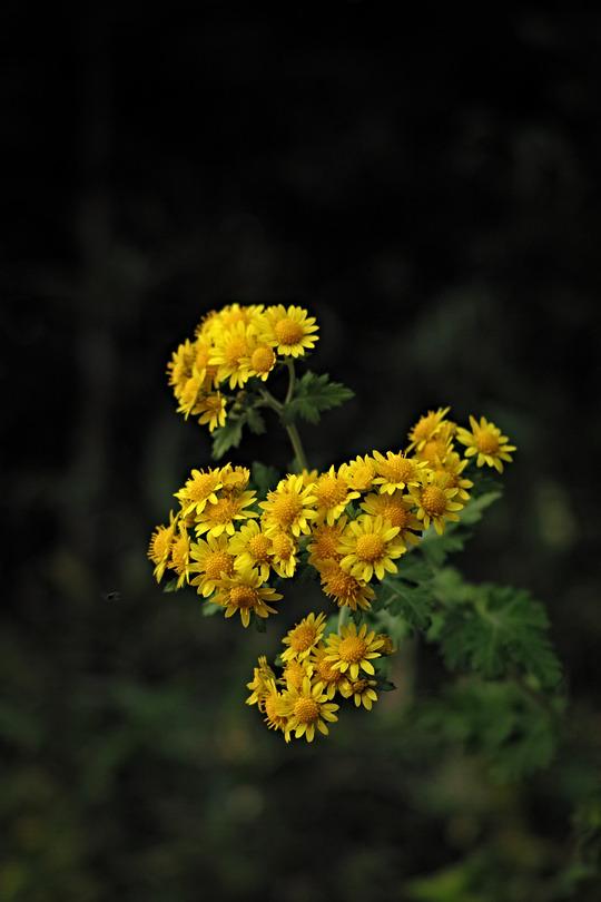 Flowers with yellow petals & gold centres.