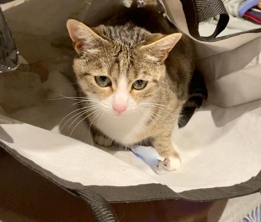 Eine graubraun getigerte Katze mit weißem Gesicht und sehr pinker Nase sitzt in einer Tache, die innen weiß und schmuddlig ist, außen schwaz. Die Katze guckt versonnen und bewacht zwischen ihren weißen Pfoten ein Bonbonpapierchen, wegen dem sie die Tasche  ursprünglich betreten hatte.