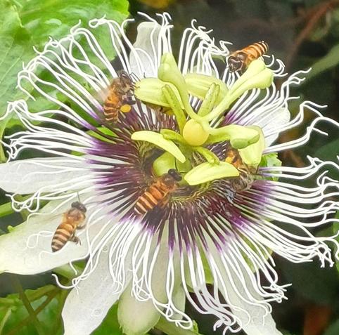 passion fruit flower with bees