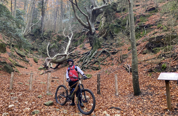 El parc natural demana que les fotografies amb el Faig Pare es facin sense trepitjar les arrels (3CatInfo)