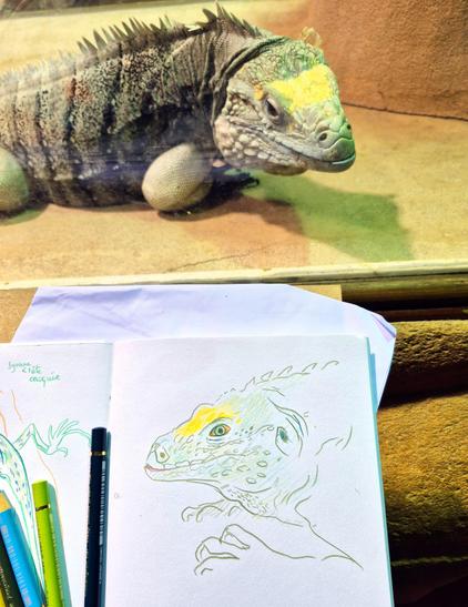 Sur cette photo, qui a été prise dans un vivarium, on voit un iguane bleu derrière une vitre, allongé. Son corps est plutôt vert claire, et sur sa tête est posée une tache jaune bien visible. Au premier plan, il y a mon carnet de croquis ouvert, sur lequel je l’ai dessiné en live. Le dessin est réalisé aux crayons de couleur. Le dessin capte les détails de sa tête et de sa patte avant. Il y a les crayons utilisés posés sur la page de gauche, sur laquelle on aperçoit un bout d’un autre dessin fait juste avant d’un autre reptile.