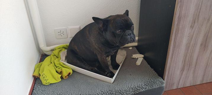 Pongo, a black French bulldog, sits on the shredded cardboard lid of a box