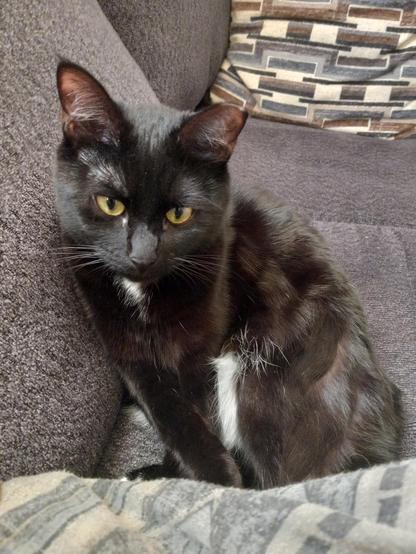 A black cat with white markings and greenish yellowish eyes sits up against the side of the grey couch.