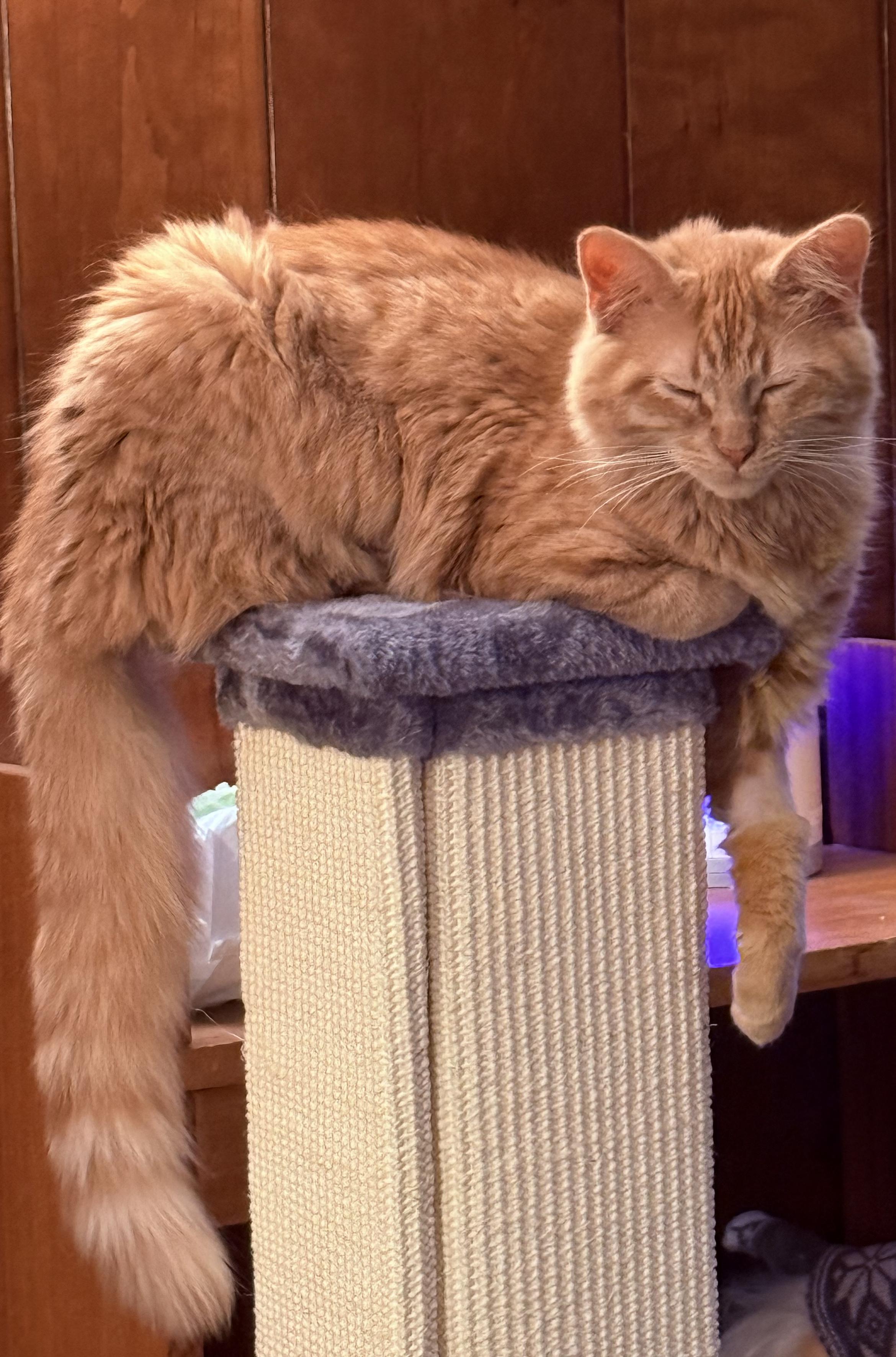 My large fluffy orange cat, Roux, laying on a small square atop a scratching post. His eyes are closed, his one arm is hanging down from the ledge, their other is tucked under his body. His floofy tail is also hanging down