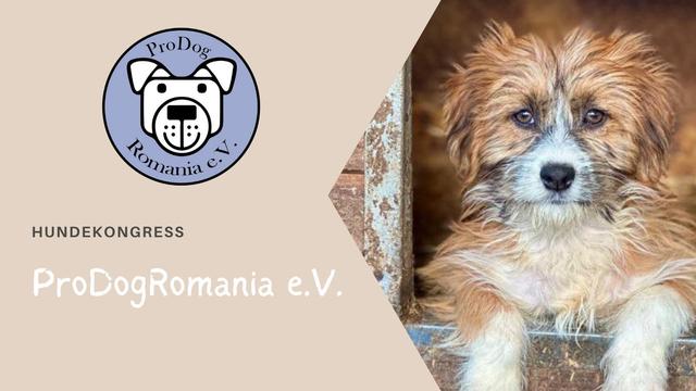 Das Bild zeigt links das Logo des Vereins ProDogRomania e.V., welches den Kopf eines Hundes in einem Kreis auf hellblauem Hintergrund darstellt. Darunter stehen die Worte Hundekongress in schwarzer Schrift und der Name ProDogRomania e.V. in weißer Schrift. Die rechte Hälfte des Bildes wird von einem jungen, zotteligen Hund mit braun-weißem Fell eingenommen, der mit aufmerksamem Blick aus einer Holzhütte schaut. Der Hintergrund ist in helleren Graubraun gehalten.