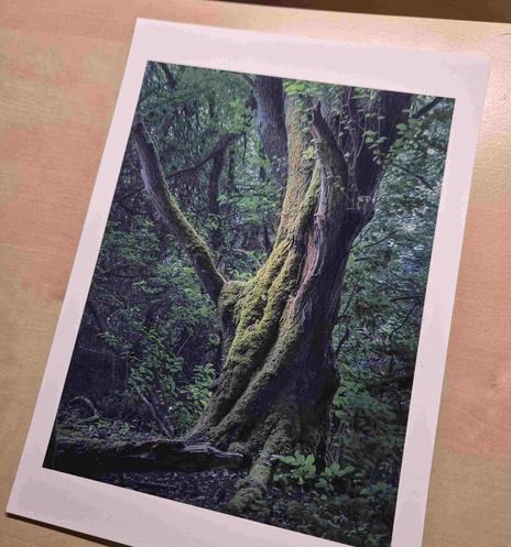 A beautifully textured tree trunk takes center stage in this image, its surface adorned with a lush layer of vibrant green moss. The intricate patterns of the moss create a striking contrast against the rough bark, highlighting the natural artistry found in the forest. Delicate ferns and small plants sprout from the mossy surface, adding to the sense of life and vitality.

The background is a soft blur of more trees and foliage, providing a sense of depth and emphasizing the detailed beauty of …