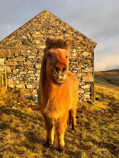 Icelandic horse