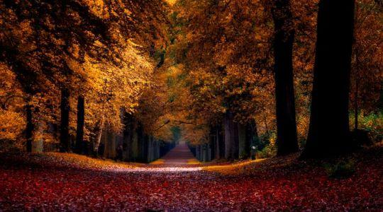 An autumn road.