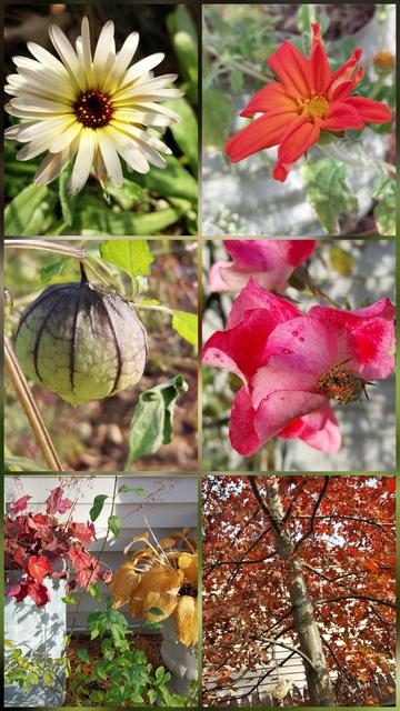 Collage with close up blooms white calendula, deep dark orange tithonia, a purple tomatillo with darks veins on still drenched husk, washed out shrub rose in dark pink. Traditional autumn colors of heuercha and hosta dying back and young oak tree too.