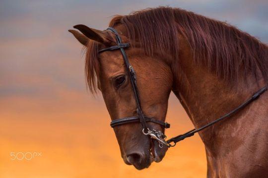 Horse portrait at sunset.