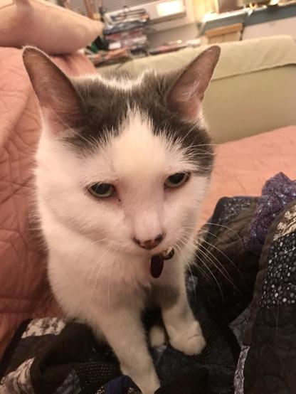 white cat with black markings is sitting up on a dark quilt and staring intently at the person taking her photo