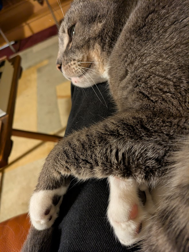 Michel almost relaxes on my lap, but not quite, so you see a tabby cat with big paws and black and pink toe pads lying on his side with his eyes open, ready to jump.