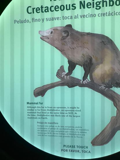 at says #Cretaceous Neighbo Peludo, fino y suave: toca al vecino cretácic Mammal fur Although this an opossum, it might be similar similar from #Didelphodon, opossum-siz mammal that lived same time SUE. the hetime Didelphodon was
