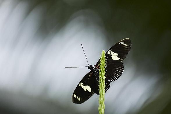 A close-up photograph shows a butterfly perched vertically on the tip of a slender green plant. Its wings are open, predominantly black with prominent pale yellow-white markings in the form of large, irregular patches near the edges and smaller spots towards the centres. The background is smoothly blurred in cool tones of grey and green, creating a soft, out-of-focus effect that emphasises the sharp detail of the butterfly and plant. This effect visually echoes the arc of the butterfly’s wings, drawing attention to its body and the tip of the plant on which it rests.