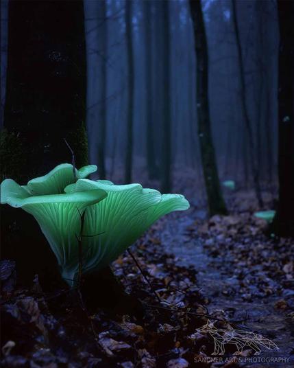 A bioluminescent ghost fungus growing from the base of a tree, its pale green glow illuminating wet leaves on the forest floor. Tall dark tree trunks fade into a misty blue background along a narrow winding trail in the night-time forest.