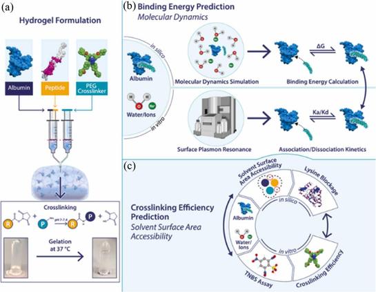 In silico investigations of albumin-GLP-1 receptor agonist complexes for diabetes drug delivery applications. Computational and Structural Biotechnology Journal, DOI: https://doi.org/10.1016/j.csbj.2025.11.007
