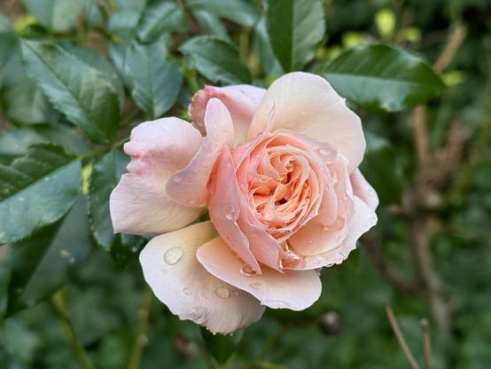 A pink rose with layered petals and droplets of water. The inside of the flower is very busy with petals. Dark green shiny leaves. 