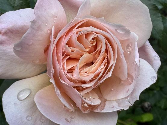 A close-up photo of the same pink rose with water droplets.