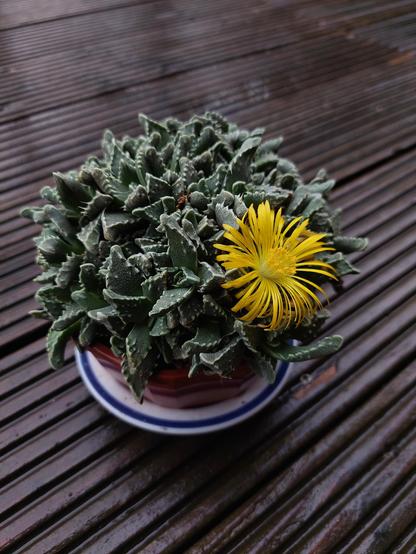 Eine dunkelgrüne Pflanze mit etwa 15 cm Durchmesser, halbkugelig in einer Schale gewachsen. Sie hat eine knallgelbe Blüte, mit vielen schmalen, strahlenförmig angeordneten Blütenblättern.