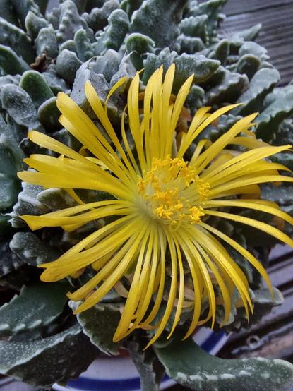 Die gelbe Blüte in Großaufnahme. Sie hat etwa 100 schmale gelbe Blütenblätter, die Saubgefäße sind ebenfalls gelb und enden mit gelben Staubbeuteln.