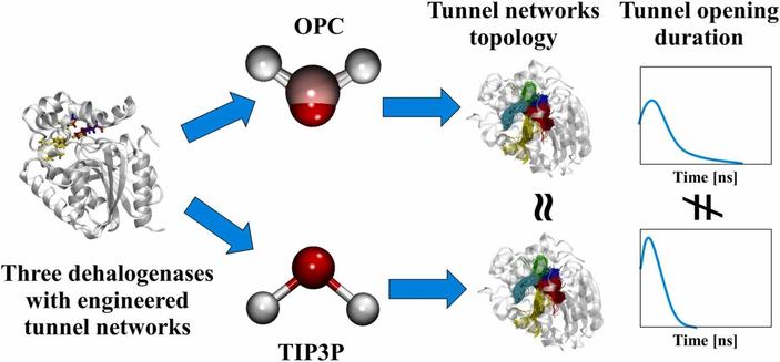 Impact of water models on the structure and dynamics of enzyme tunnels. Computational and Structural Biotechnology Journal, DOI: https://doi.org/10.1016/j.csbj.2024.10.051