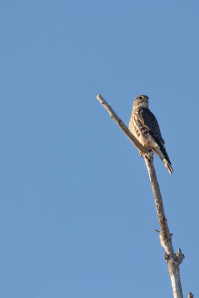 Here's one of the merlins we saw.  It's perched nearly at the top of a bare branch, head angled slightly toward the right, perhaps so it can see us better.  Behind the bird is a cloudless pale blue sky.