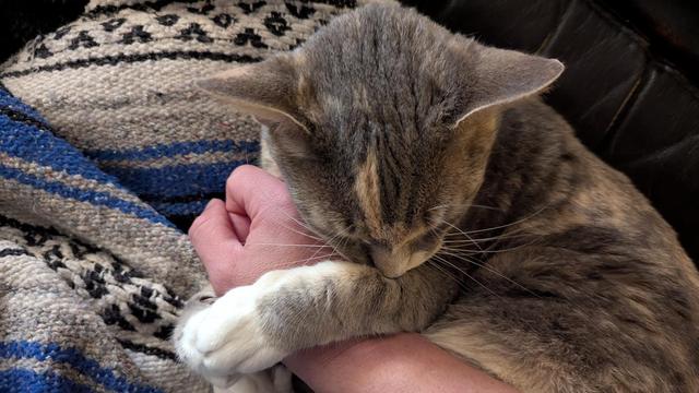 calico Kitty captures hand with her paws