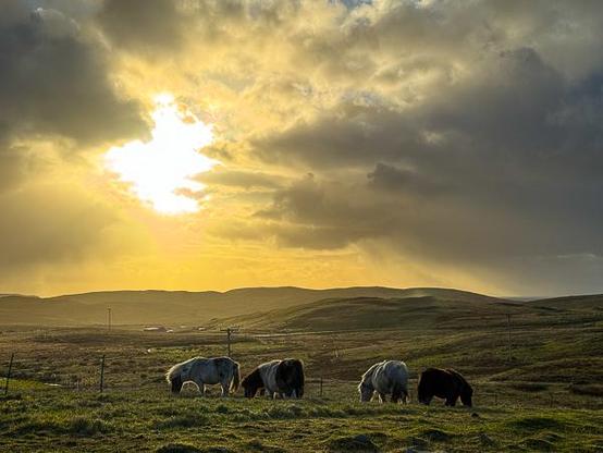Shetland ponies eating