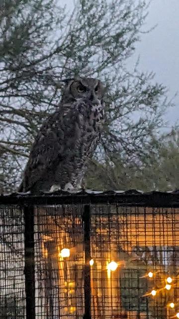 A great horned owl, perched on top of a black wire-mesh enclosure at dusk. Blurry tree branches and a gray sky fill the background, while warm yellow string lights glow inside the enclosure below.