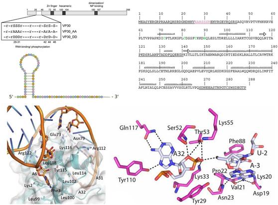 RNA-protein interaction prediction without high-throughput data: An overview and benchmark of in silico tools. Computational and Structural Biotechnology Journal, DOI: https://doi.org/10.1016/j.csbj.2024.11.015
