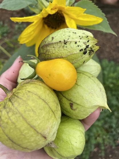 I'm holding a handful of fruit with a newly opened sunflower in the background. The tomatillos have green paperlike husks with purple veins. Some are covered with a bit of soil that splashed up during heavy downpours. 