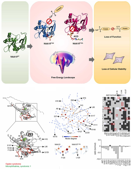 Conformational plasticity links structural instability of NAA10F128I and NAA10F128L mutants to their catalytic deregulation. Computational and Structural Biotechnology Journal, DOI: https://doi.org/10.1016/j.csbj.2024.11.014