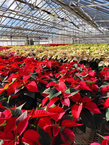 Alt text by Gemini, which describes the photo better than I could.

This photo is a vibrant, sunlit image of a commercial greenhouse filled with hundreds of potted poinsettia plants. The foreground is dominated by rows of classic red poinsettias with deep green leaves. Behind them are extensive rows of cream-colored and variegated pink and white varieties, all neatly arranged on tiered shelving or tables. The greenhouse structure, with its metal beams and glass or plastic roof panels, is visible in the background, allowing bright light to illuminate the colorful display.