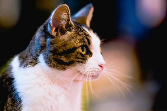 Calico cat with a lot of white on the neck and above her nose is looking to the right while behind her the environment is pleasantly unfocused